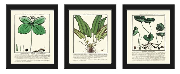 Fern Green Wildflowers Botanical Wall Art Set of 3 Prints Beautiful Antique Vintage Forest Outdoor Cabin Farmhouse Home Decor to Frame HDLF