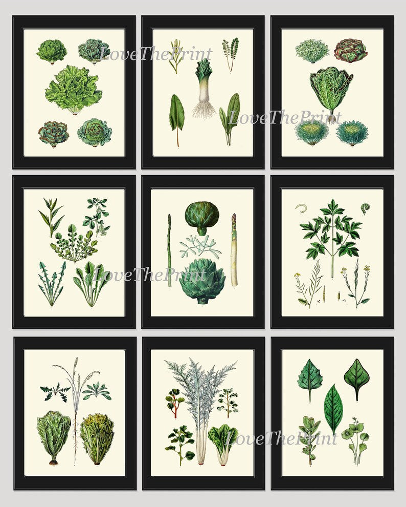 Salad Leaf Print Set Botanical Wall Art of 9 Prints Beautiful Antique Vintage Kitchen Dining Room Artichoke Green Home Decor to Frame HORT