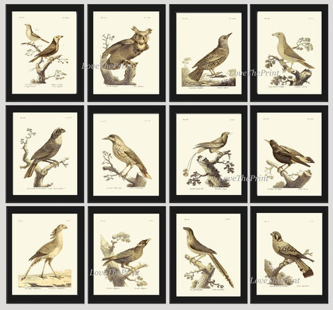 Vintage Birds Prints Wall Art Set of 12 Beautiful Antique Illustration Rustic Cabin Farmhouse Lake House Nature Home Decor to Frame BARR