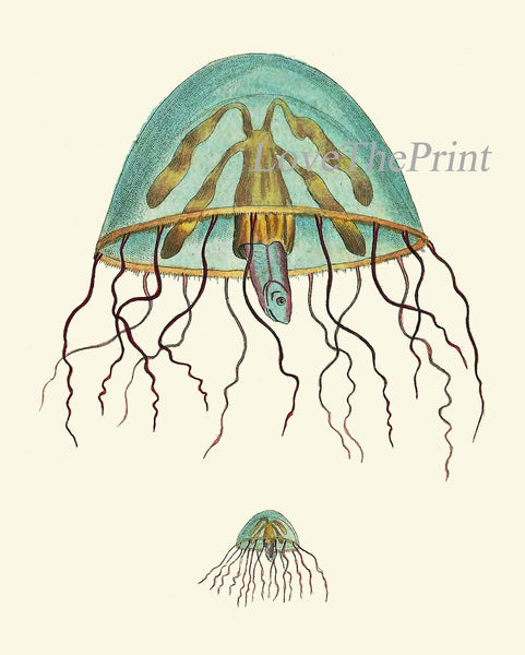 Jellyfish Coral Wall Art Set of 4 Beautiful Antique Vintage Sea Ocean Beach Tropical Bathroom Bedroom Illustration Home Decor to Frame NS