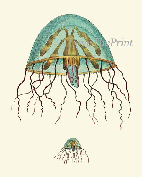 Octopus Jellyfish Wall Art Set of 4 Beautiful Antique Vintage Sea Ocean Beach Tropical Bathroom Bedroom Illustration Home Decor to Frame NS