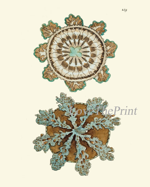 Jellyfish Coral Wall Art Set of 4 Beautiful Antique Vintage Sea Ocean Beach Tropical Bathroom Bedroom Illustration Home Decor to Frame NS