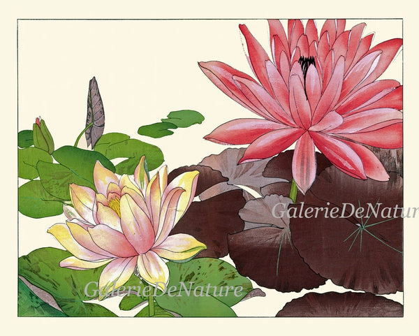 Water Lily Lotus Botanical Wall Art Set of 3 Prints Beautiful Pink White Lake River Nature Flowers Horizontal Orientation to Frame ZUFU