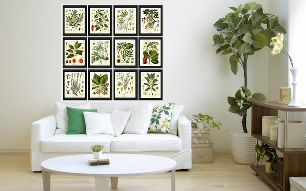Herbs and Spices Prints Botanical Set of 12 Beautiful Antique Vintage Kitchen Dining Room Interior Design Large Home Decor to Frame KOHS
