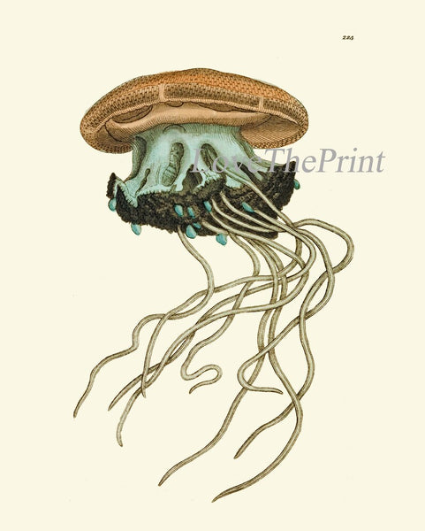 Octopus Jellyfish Wall Art Set of 4 Beautiful Antique Vintage Sea Ocean Beach Tropical Bathroom Bedroom Illustration Home Decor to Frame NS