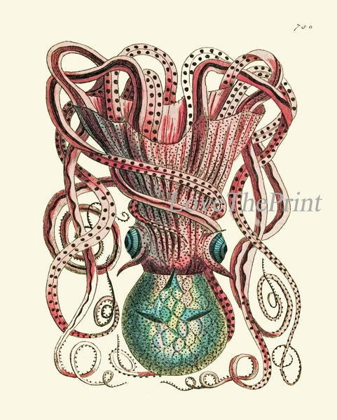 Octopus Jellyfish Wall Art Set of 4 Beautiful Antique Vintage Sea Ocean Beach Tropical Bathroom Bedroom Illustration Home Decor to Frame NS