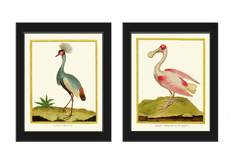 Bird Wall Art Print Set of 2 Prints Beautiful Antique Gray Crowned Crane Roseate Spoonbill Blue Pink Birds Lake River Nature Home Decor MF