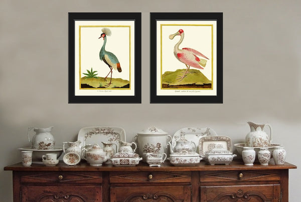 Bird Wall Art Print Set of 2 Prints Beautiful Antique Gray Crowned Crane Roseate Spoonbill Blue Pink Birds Lake River Nature Home Decor MF