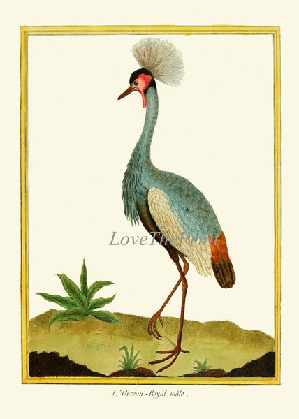 Bird Wall Art Print Set of 4 Prints Beautiful Antique Great Blue Heron Pink Roseate Spoonbill Crowned Crane Lake River Decor to Frame MF
