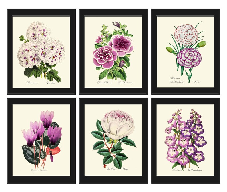 Botanical Prints Wall Art Set of 6 Beautiful Antique White Violet Purple Petunia Rose Geranium Cyclamen Plant Flower Home Decor to Frame TFM