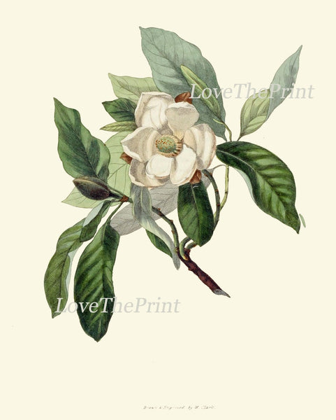 Blooming Magnolia Tree White Flowers Botanical Print Set of 4 Prints Beautiful Antique Wall Art Southern Garden Home Decor to Frame MAGN