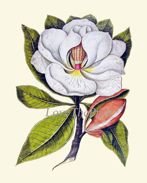 Blooming Magnolia Tree White Flowers Botanical Print Set of 4 Prints Beautiful Antique Wall Art Southern Garden Home Decor to Frame MAGN