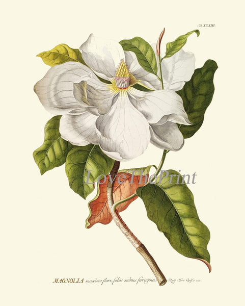 Blooming Magnolia Tree White Flowers Botanical Print Set of 4 Prints Beautiful Antique Wall Art Southern Garden Home Decor to Frame MAGN