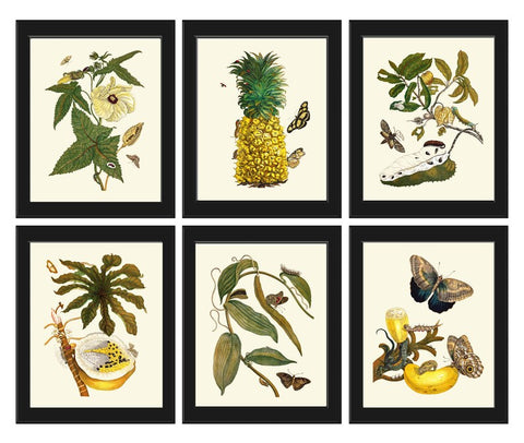 Botanical Print Set of 6 Antique Vintage Tropical Flowers Butterflies Fruit Pineapple Papaya Dining Living Toom Wall Art Decor to Frame SIBY