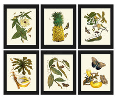 Botanical Print Set of 6 Antique Vintage Tropical Flowers Butterflies Fruit Pineapple Papaya Dining Living Toom Wall Art Decor to Frame SIBY