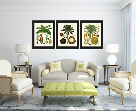 Palm Tree Coconut Tropical Botanical Wall Art Set of 3 Prints Beautiful Antique Vintage Illustration Interior Design Decor to Frame KOH