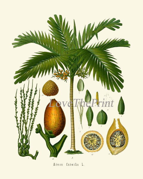 Palm Tree Coconut Tropical Botanical Wall Art Set of 3 Prints Beautiful Antique Vintage Illustration Interior Design Decor to Frame KOH