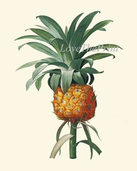 Pineapple Prints Tropical Fruit Wall Art Set of 9 Botanical Antique Vintage Plants Kitchen Dining Room Decoration Home Decor to Frame PINA