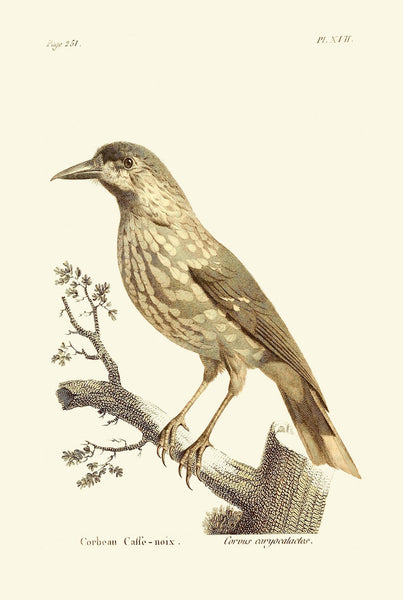 Vintage Bird Wall Art Print Set of 4 Prints Beautiful Antique Cottage Farmhouse Natural Colors Birds Illustration Home Decor to Frame BARR
