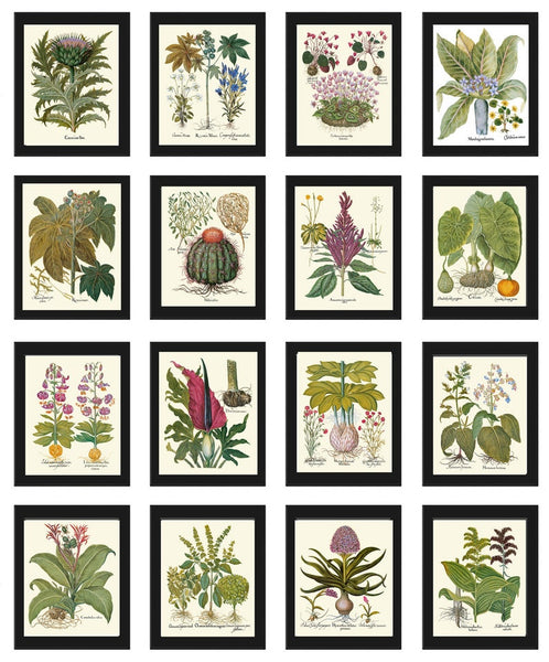 Botanical Prints Large Gallery Wall Art Set of 16 Beautiful Vintage Interior Design Designer Tropical Flowers Plant Home Decor to Frame BESL
