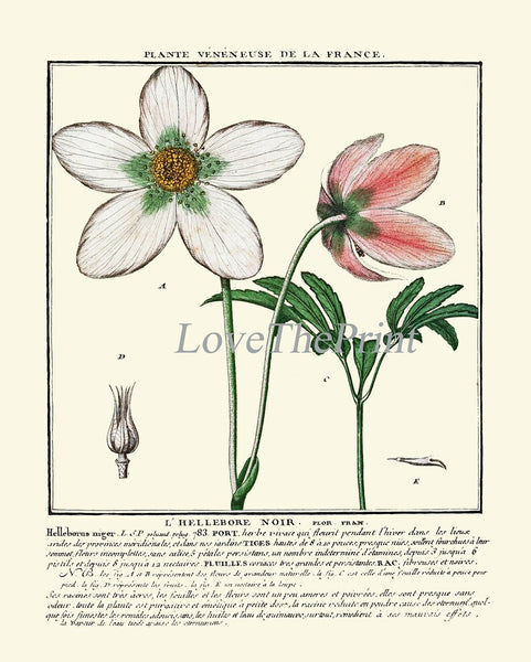 Vintage Botanical Wall Art Print Set of 4 Beautiful Antique Pink White Green Floral Chart Illustration Farmhouse Home Decor to Frame HDLF