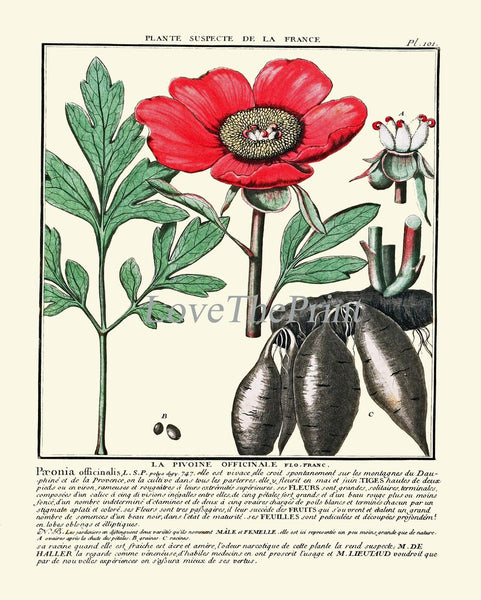 Vintage Botanical Wall Art Print Set of 4 Beautiful Antique Pink White Green Floral Chart Illustration Farmhouse Home Decor to Frame HDLF