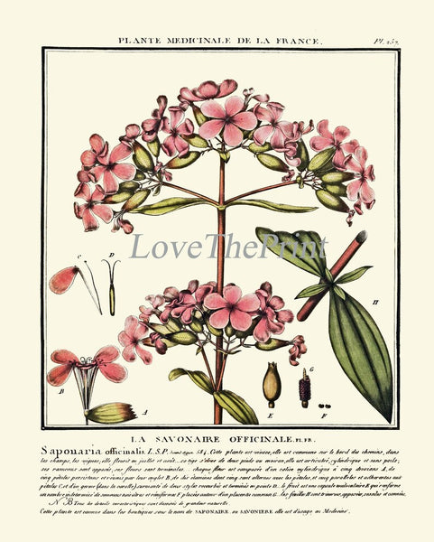 Vintage Botanical Wall Art Print Set of 4 Beautiful Antique Pink White Green Floral Chart Illustration Farmhouse Home Decor to Frame HDLF