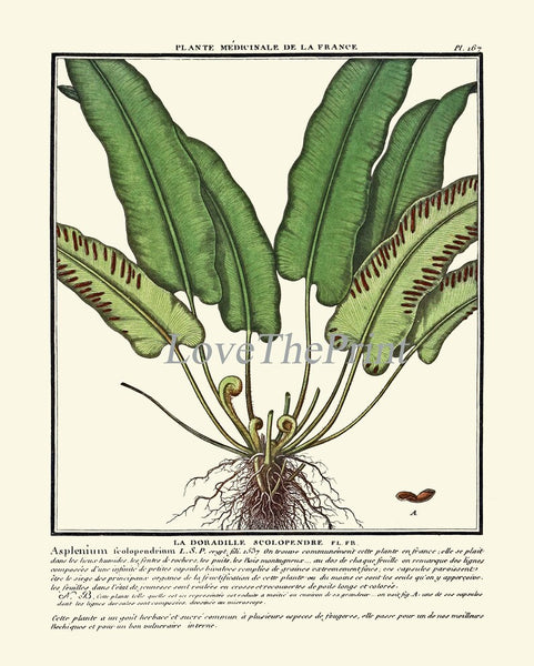 Fern Green Wildflowers Botanical Wall Art Set of 3 Prints Beautiful Antique Vintage Forest Outdoor Cabin Farmhouse Home Decor to Frame HDLF