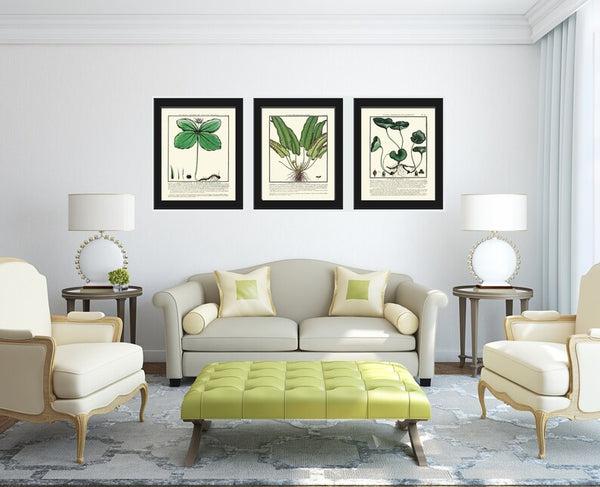 Fern Green Wildflowers Botanical Wall Art Set of 3 Prints Beautiful Antique Vintage Forest Outdoor Cabin Farmhouse Home Decor to Frame HDLF