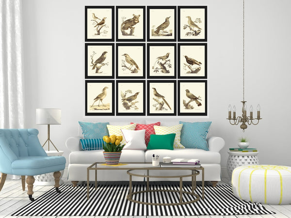 Vintage Birds Prints Wall Art Set of 12 Beautiful Antique Illustration Rustic Cabin Farmhouse Lake House Nature Home Decor to Frame BARR