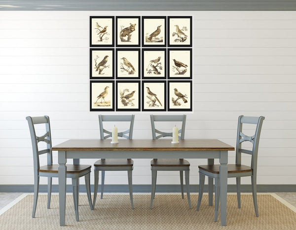 Vintage Birds Prints Wall Art Set of 12 Beautiful Antique Illustration Rustic Cabin Farmhouse Lake House Nature Home Decor to Frame BARR
