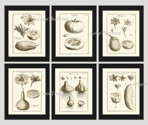 Garden Vegetables Wall Decor Print Art Set 6 Beautiful Botanical Antique Vintage Dining Room Kitchen Gardening Plant Decoration to Frame JPT