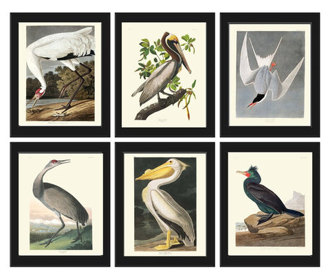 James Audubon Bird Wall Art Print Set of 6 Prints Beautiful Vintage White Brown Pelican Hooping Crane Tern Lake River Home Room Decor JJA