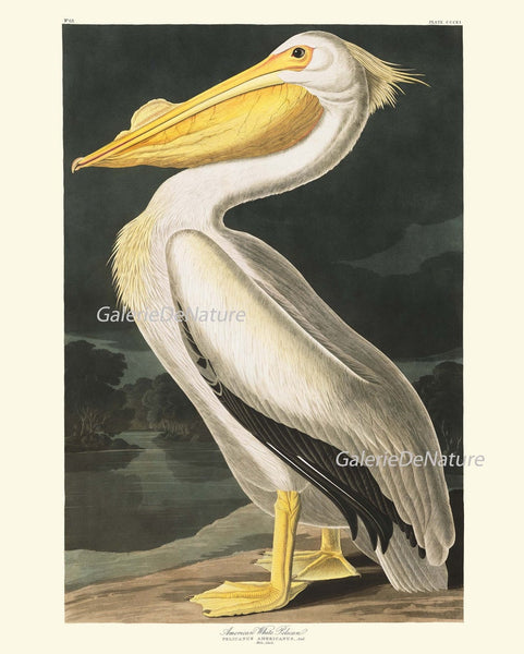 James Audubon Bird Wall Art Print Set of 6 Prints Beautiful Vintage White Brown Pelican Hooping Crane Tern Lake River Home Room Decor JJA
