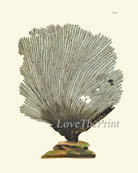 Jellyfish Coral Wall Art Set of 4 Beautiful Antique Vintage Sea Ocean Beach Tropical Bathroom Bedroom Illustration Home Decor to Frame NS