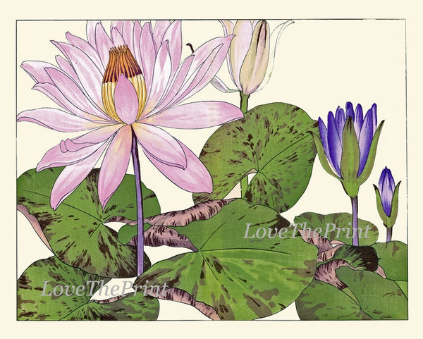 Water Lily Lotus Botanical Wall Art Set of 3 Prints Beautiful Pink White Lake River Nature Flowers Horizontal Orientation to Frame ZUFU