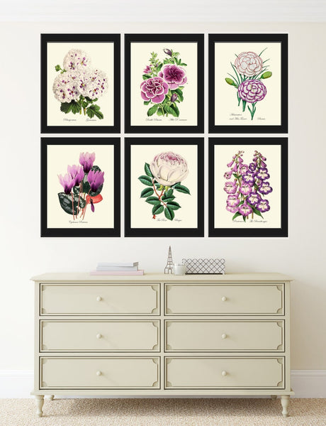Botanical Prints Wall Art Set of 6 Beautiful Antique White Violet Purple Petunia Rose Geranium Cyclamen Plant Flower Home Decor to Frame TFM