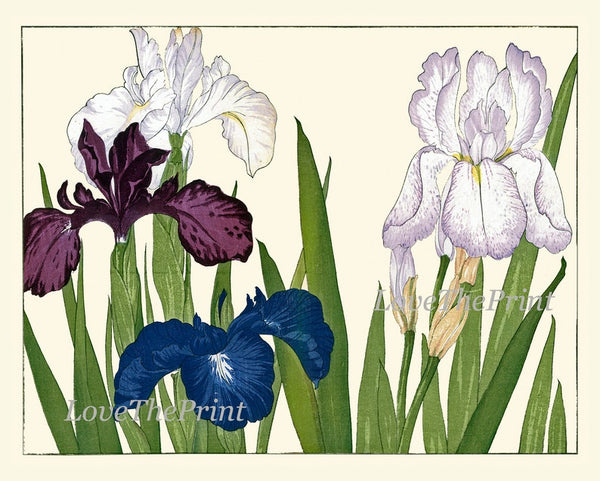 Botanical Wall Art Set of 9 Prints Beautiful Vintage Antique Blue Pink Flowers Wildflowers Horizontal Orientation Home Decor to Frame SUFU
