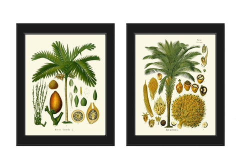 Palm Tree Print Tropical Botanical Wall Art Set of 2 Beautiful Antique Vintage Beach Home Room Decor Illustration Picture to Frame KOH