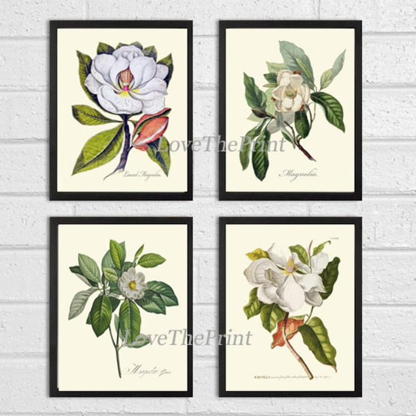 Blooming Magnolia Tree White Flowers Botanical Print Set of 4 Prints Beautiful Antique Wall Art Southern Garden Home Decor to Frame MAGN