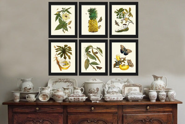 Botanical Print Set of 6 Antique Vintage Tropical Flowers Butterflies Fruit Pineapple Papaya Dining Living Toom Wall Art Decor to Frame SIBY