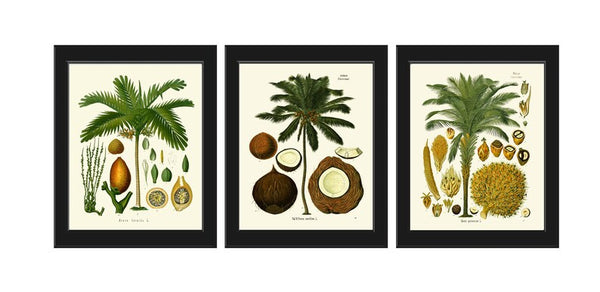 Palm Tree Coconut Tropical Botanical Wall Art Set of 3 Prints Beautiful Antique Vintage Illustration Interior Design Decor to Frame KOH