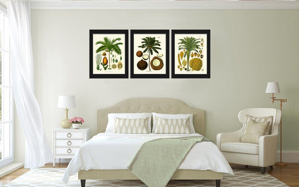Palm Tree Coconut Tropical Botanical Wall Art Set of 3 Prints Beautiful Antique Vintage Illustration Interior Design Decor to Frame KOH