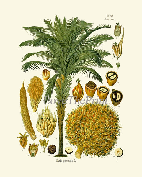 Palm Tree Coconut Tropical Botanical Wall Art Set of 3 Prints Beautiful Antique Vintage Illustration Interior Design Decor to Frame KOH