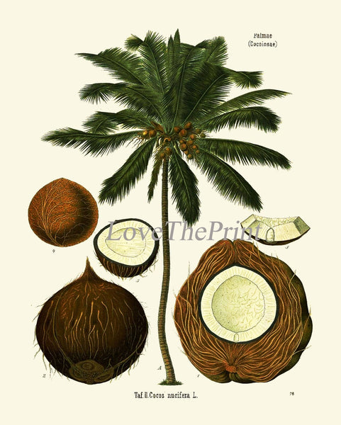 Palm Tree Coconut Tropical Botanical Wall Art Set of 3 Prints Beautiful Antique Vintage Illustration Interior Design Decor to Frame KOH
