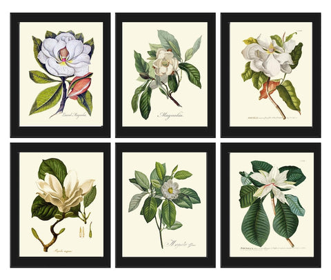 White Magnolia Botanical Prints Wall Decor Art Set of 6 Beautiful Vintage Antique Southern Tree Flowers Home Decor Decoration to Frame MAGN