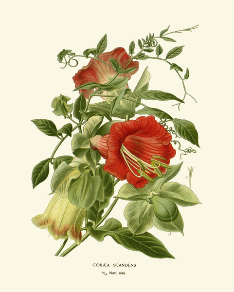 Botanical Print Set of 4 Prints Tulip Lily Iris Beautiful Antique Wall Art Colorful Flowers Floral Illustration Home Room Decor to Frame STE