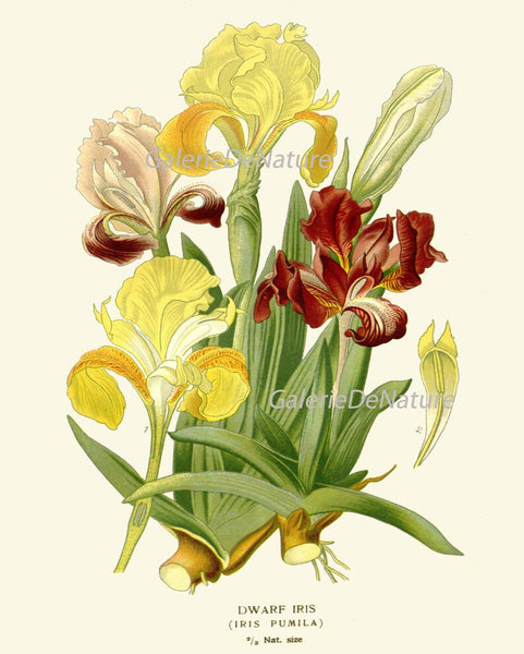 Botanical Print Set of 4 Prints Tulip Lily Iris Beautiful Antique Wall Art Colorful Flowers Floral Illustration Home Room Decor to Frame STE