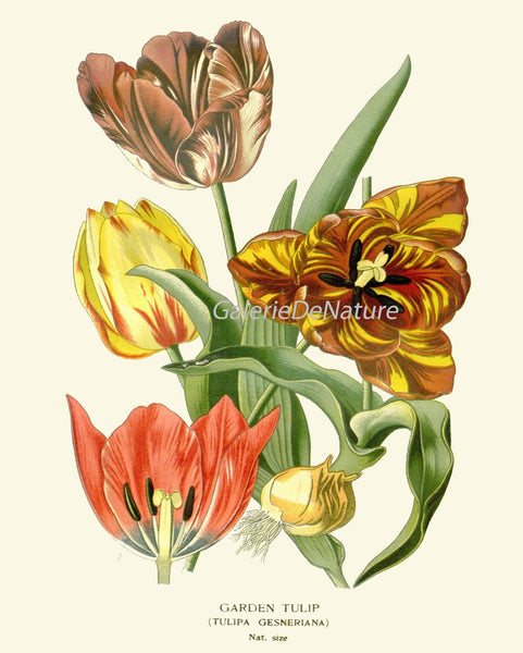 Botanical Print Set of 4 Prints Tulip Lily Iris Beautiful Antique Wall Art Colorful Flowers Floral Illustration Home Room Decor to Frame STE