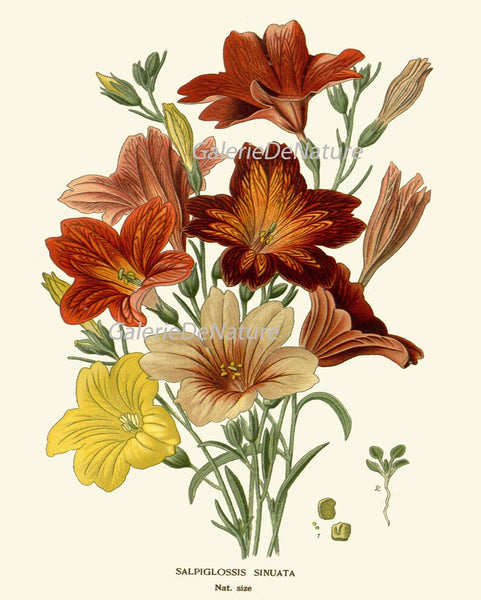 Botanical Print Set of 4 Prints Tulip Lily Iris Beautiful Antique Wall Art Colorful Flowers Floral Illustration Home Room Decor to Frame STE